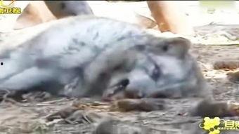 爆料踩踏动物视频播放下载,踩踏动物视频的播放与下载真相